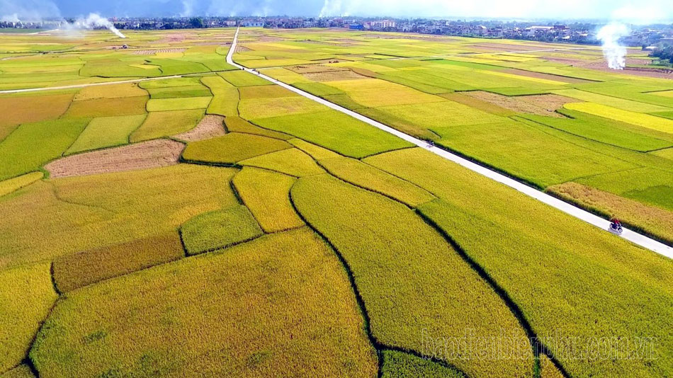 Cánh Đồng Mường Thanh - Điện Biên