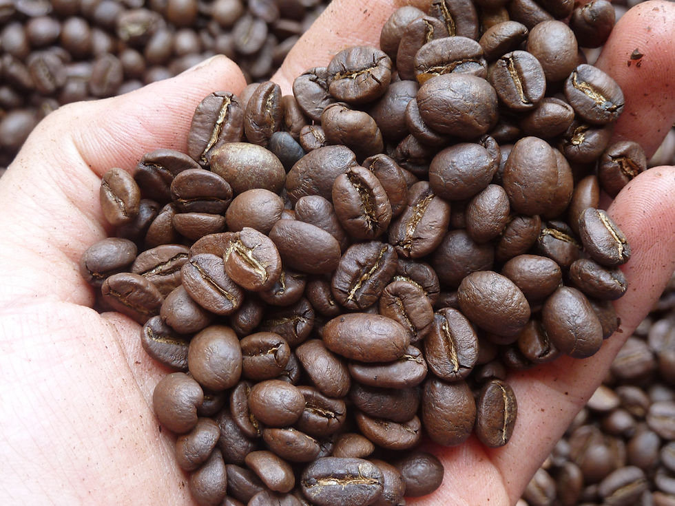 Arabica