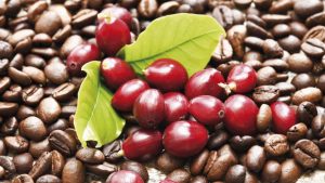 Hạt cà phê Arabica