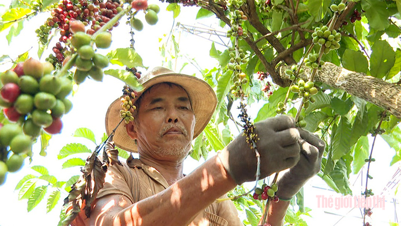 Cà phê được trồng tại Bình Phước được các bác nông dân thu hoạc