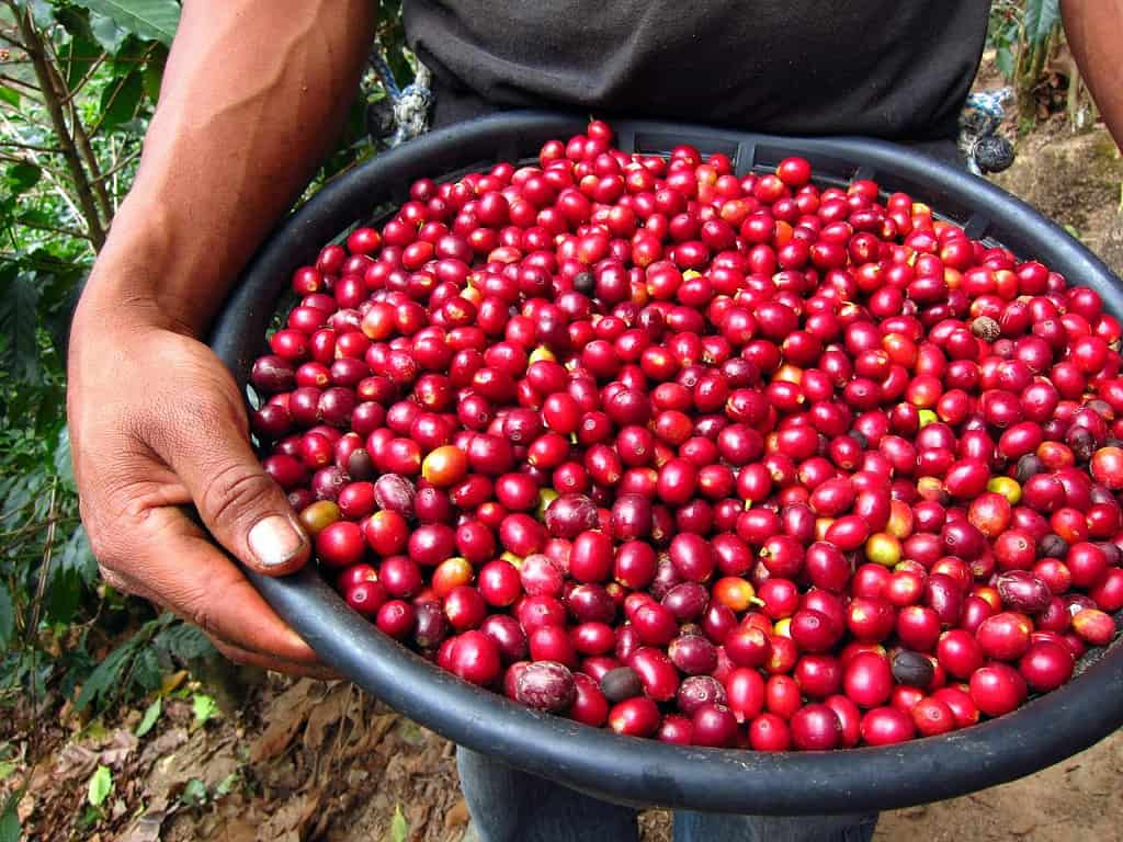 Cà phê được trồng tại Ethiopia (vùng Yirgacheffe)