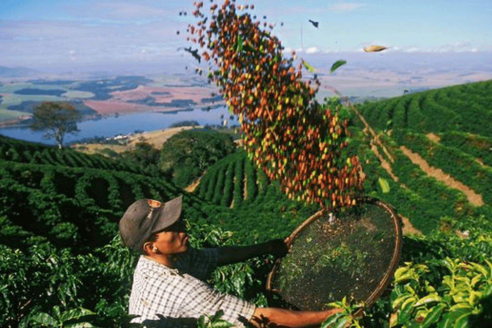 Tham Quan Các Trang Trại Cà Phê