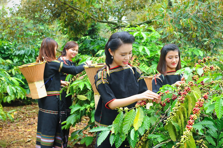 Trồng cà phê ở Tây Nguyên