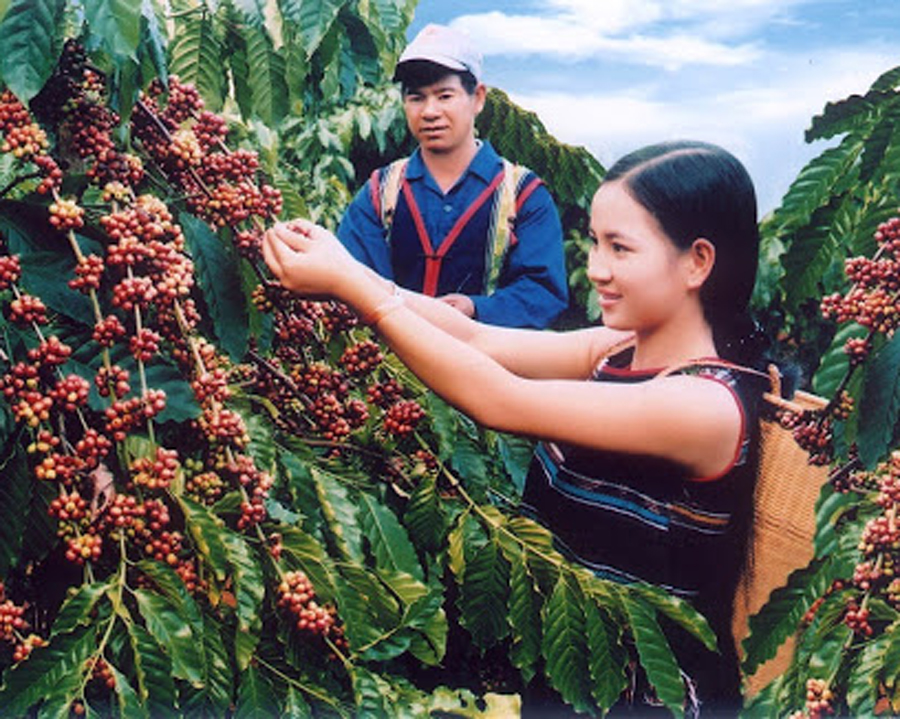 Trồng hạt Culi