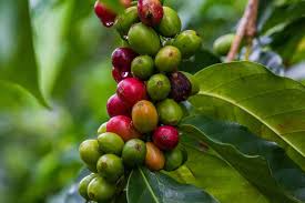 Robusta Coffee Beans