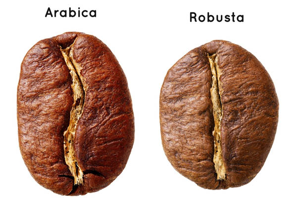 arabica and robusta