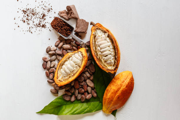 cacao nut