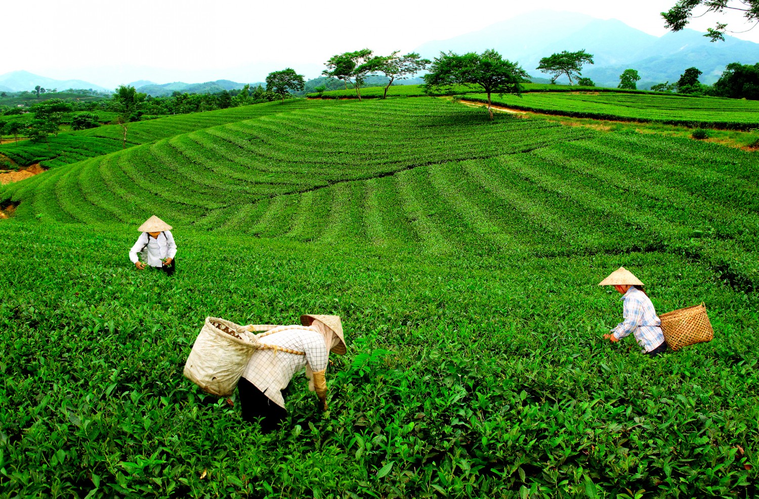 quy trình sản xuất trà xanh thái nguyên