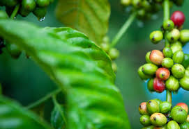 robusta eggyolk