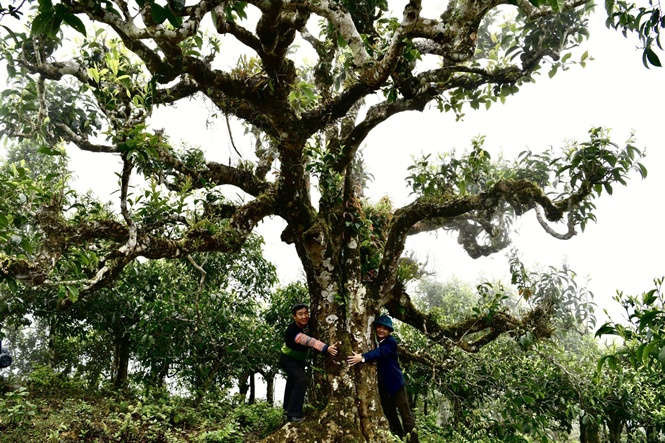 Cây chè Shan Tuyết