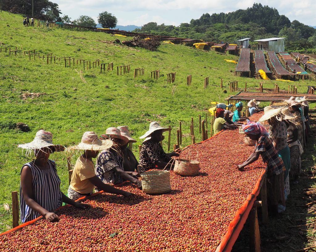 Ethiopia Coffee