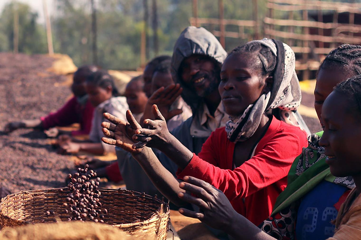 Harvesting and Processing