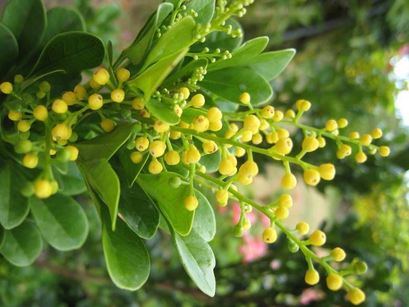 Chrysanthemum tea