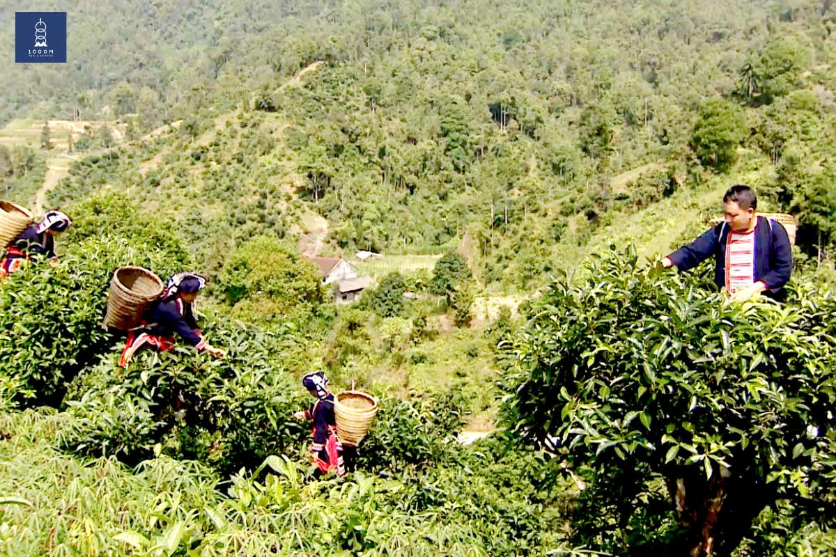 Harvesting and Processing Shan Tuyet