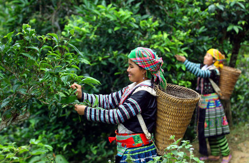 Harvesting Shan Tuyet Tea