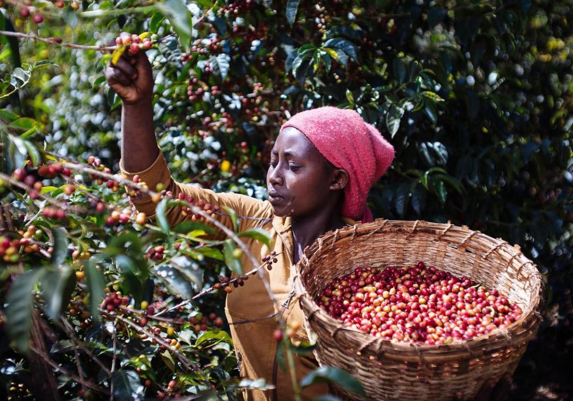 harvesting process