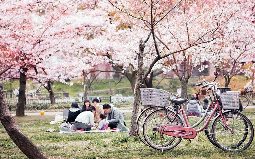 lễ hội hoa anh đào hanami