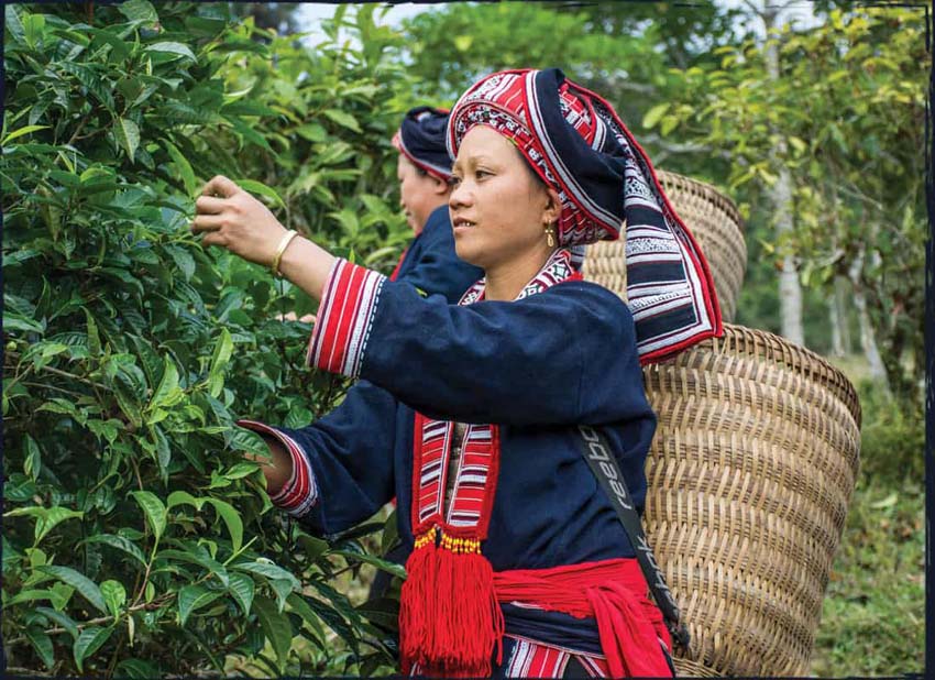 Shan Tuyet Tea