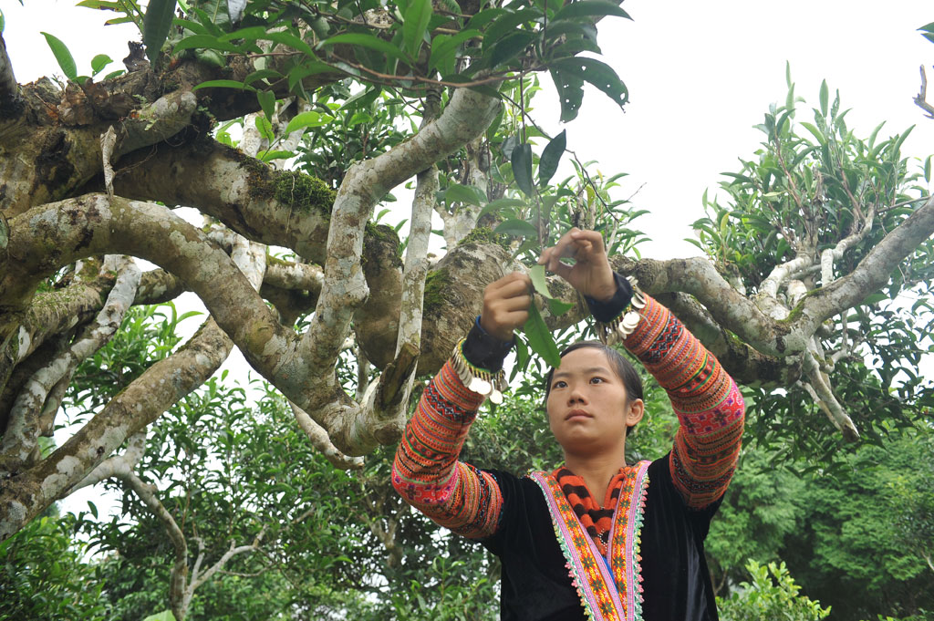 trà shan tuyết