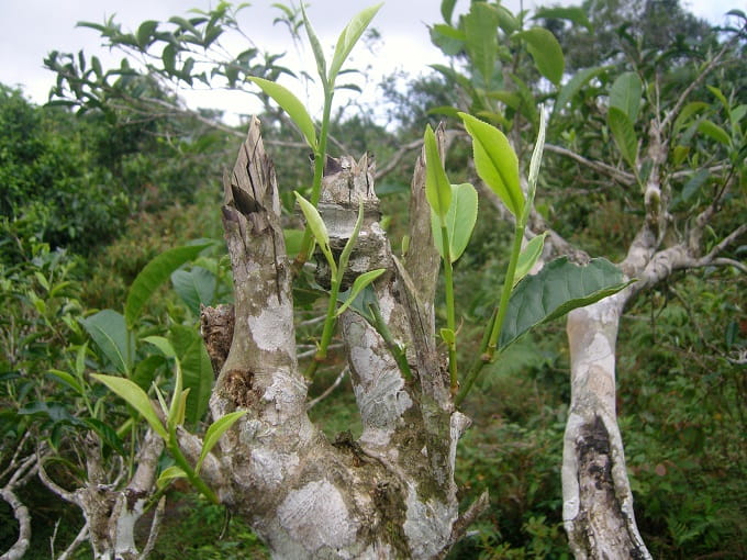 trà shan tuyết