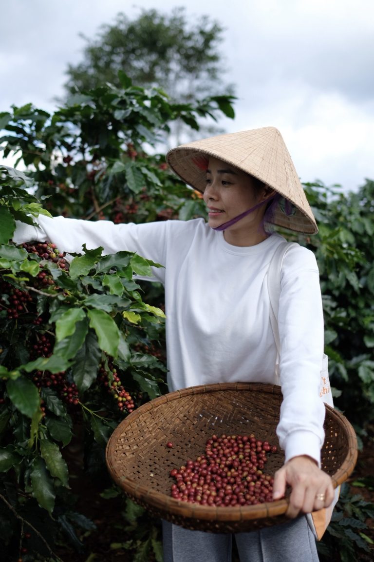 Cấu Tạo Và Thành Phần Của Quả Cà Phê