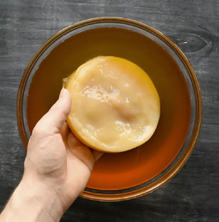 Cách làm con giống kombucha đơn giản tại nhà