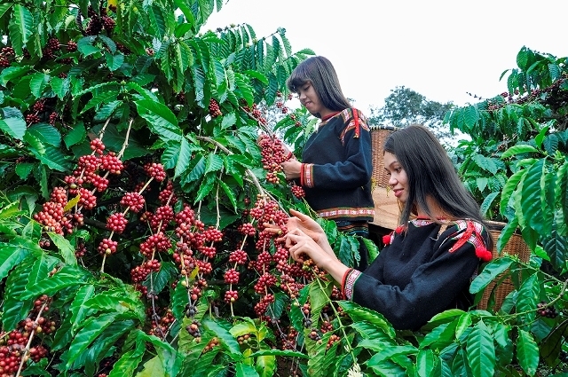 Vùng trồng cà phê Đắk Lắk