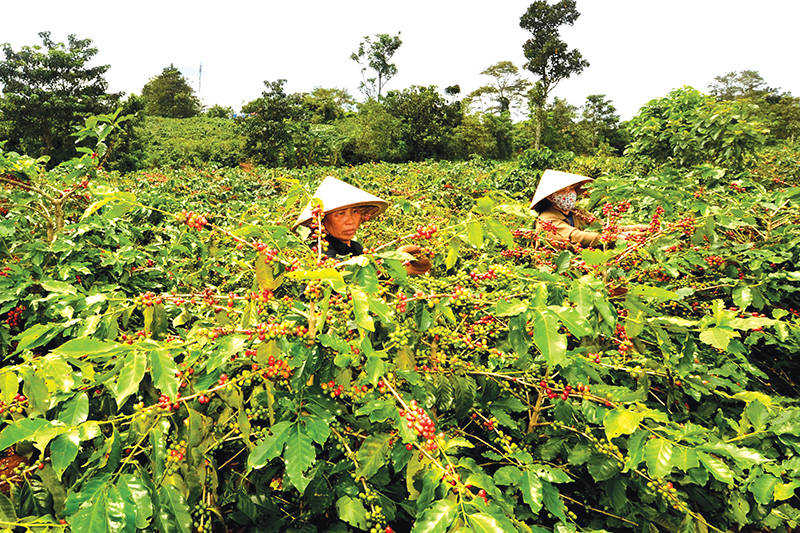 vùng trồng cà phê An Giang