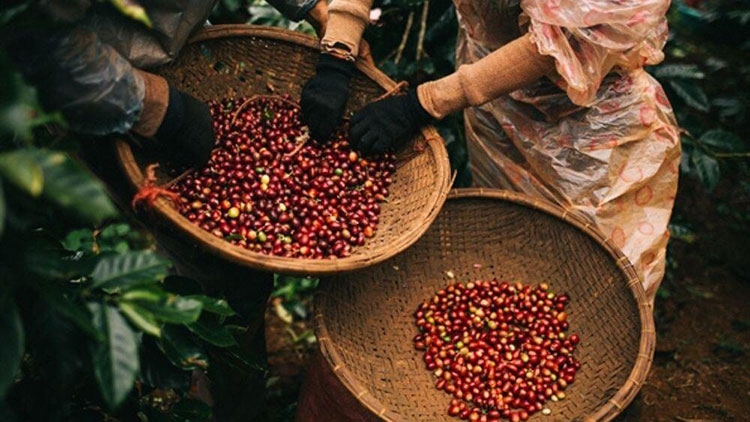 Khám phá các loại cà phê đặc sản ngon nhất mọi thời đại