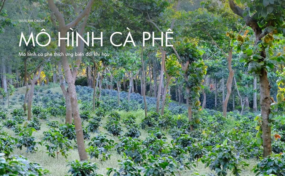 biểu đồ so sánh mô hình chuỗi cà phê phổ biến