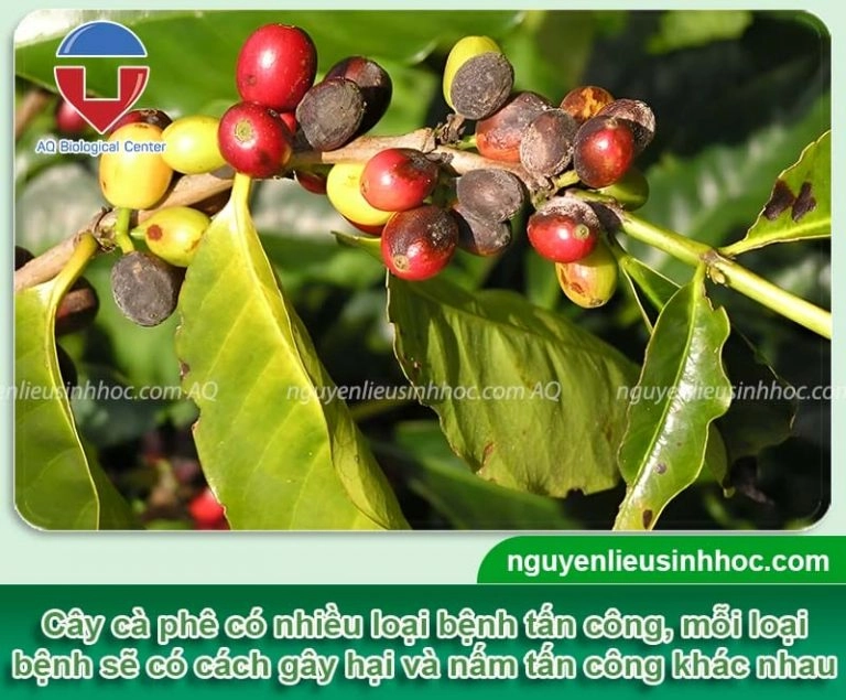 câu hỏi thường gặp về cà phê trứng