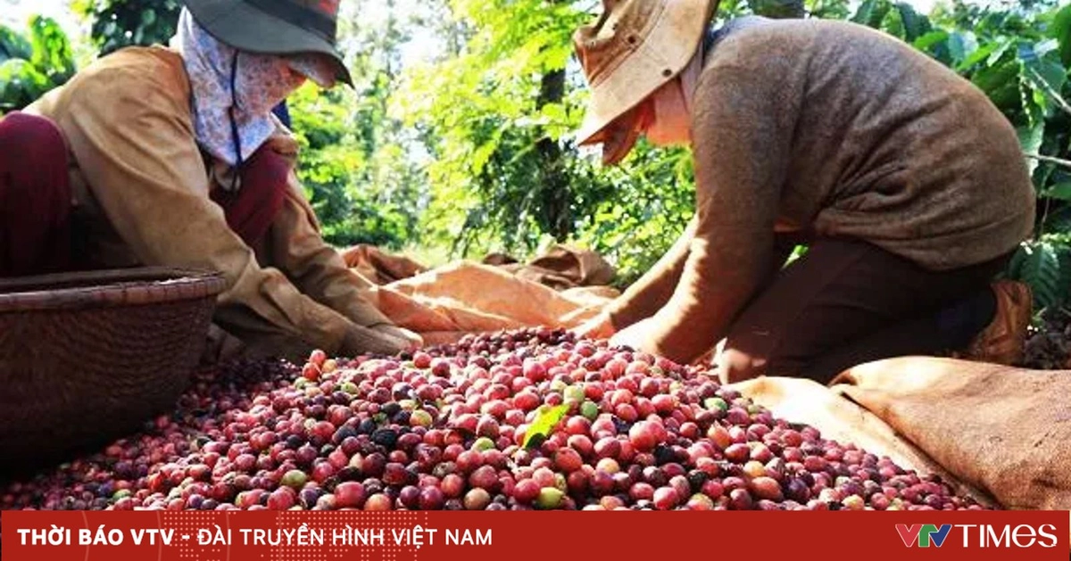 thong tin dinh duong caphe trung 3t