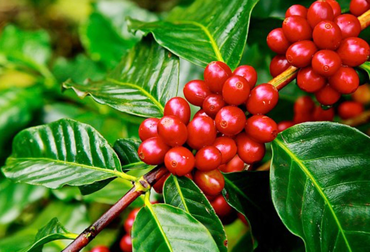 chọn hạt cà phê và trứng tươi trên khay tre