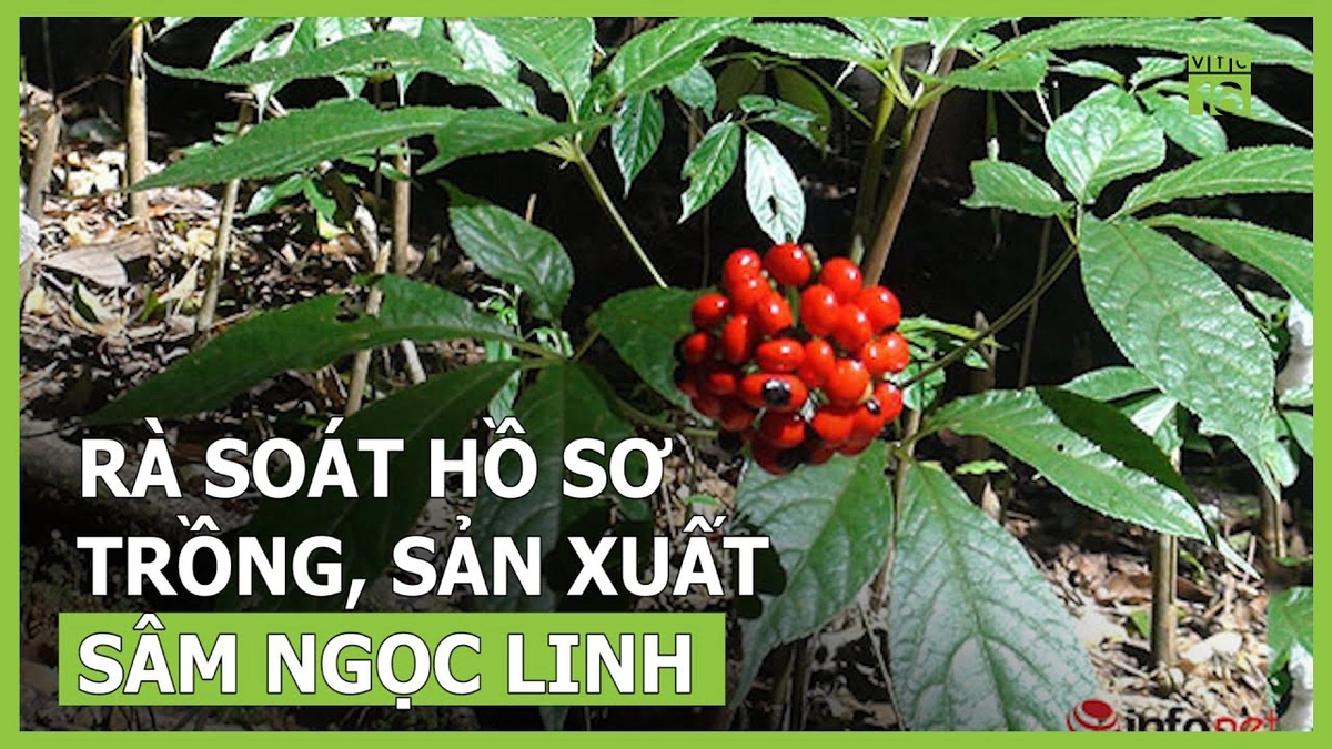 chủ quán rà soát hồ sơ pháp lý Cafe Milano