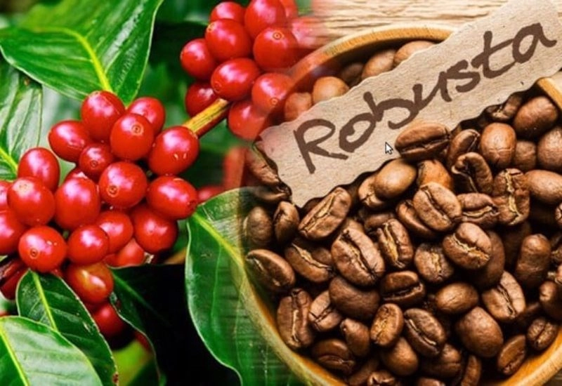 hạt Arabica Cầu Đất và Robusta Đắk Lắk