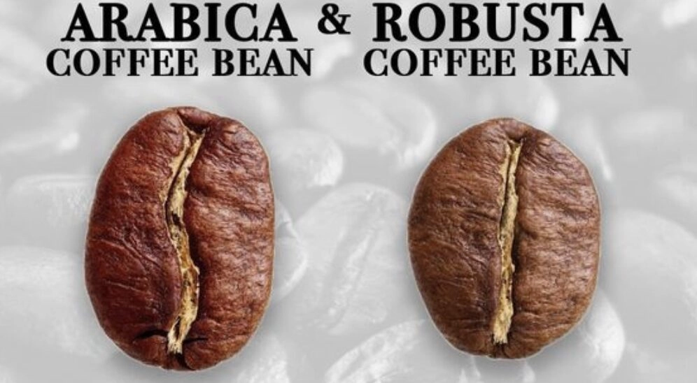 Hạt Arabica Đà Lạt và Robusta Buôn Ma Thuột
