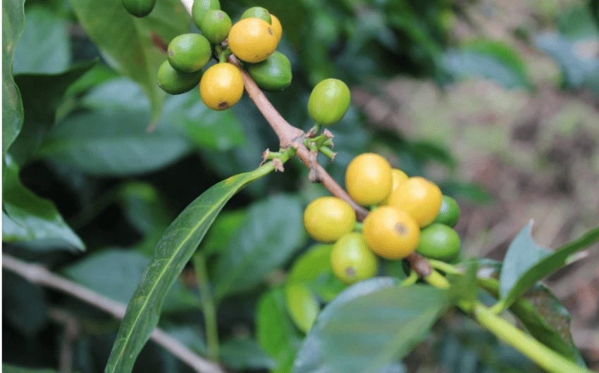 hạt Arabica rang vừa sáng Trung Nguyên