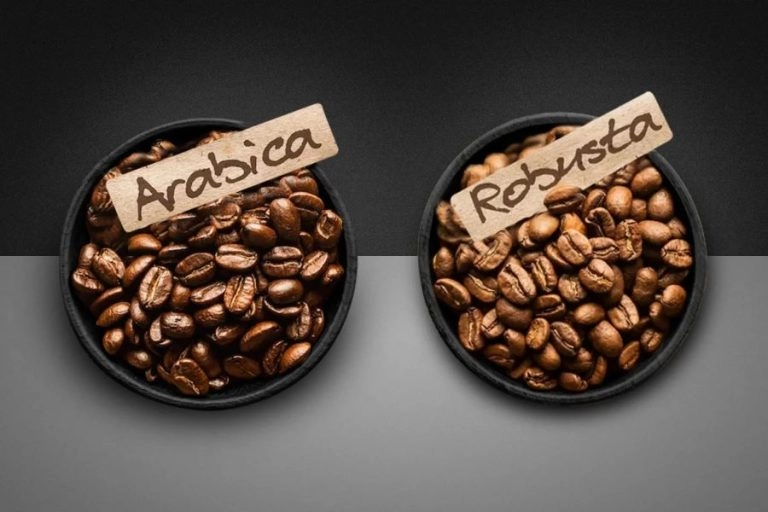 hạt robusta và arabica cho legend cafe sữa đá