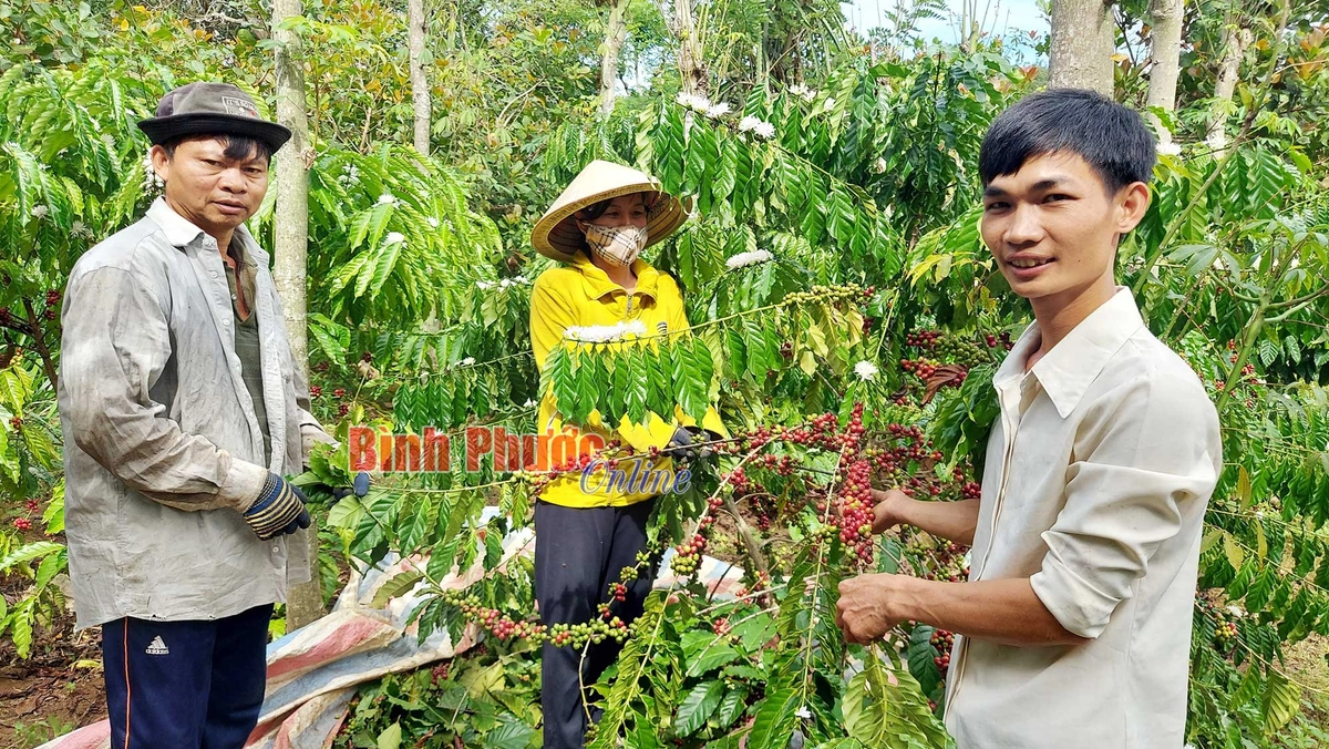 nhà đầu tư đánh giá hồ sơ thương hiệu cà phê nguyên chất