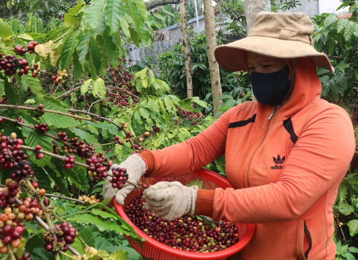 nông trại cà phê Buôn Ma Thuột mùa thu hoạch