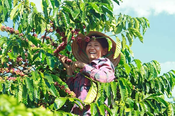 Nông trại đối tác của Cafe Xanh tại Tây Nguyên