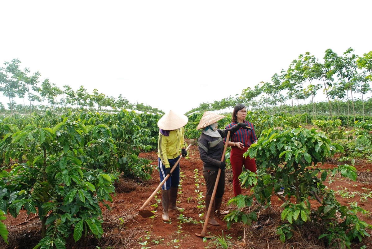 rắc cacao và vài giọt rum trên cà phê trứng